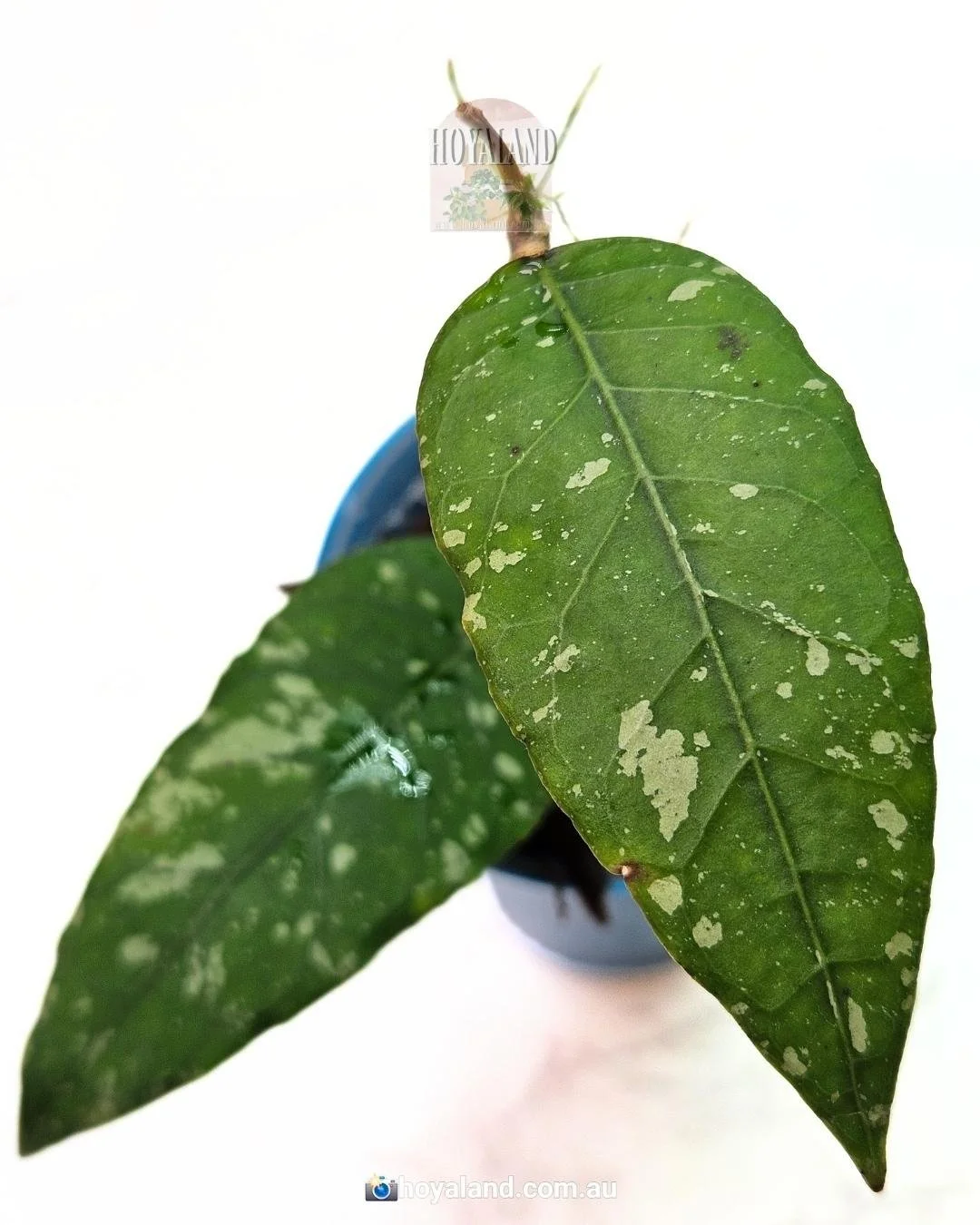 Hoya meredithii aceh kopi montain (2).jpg