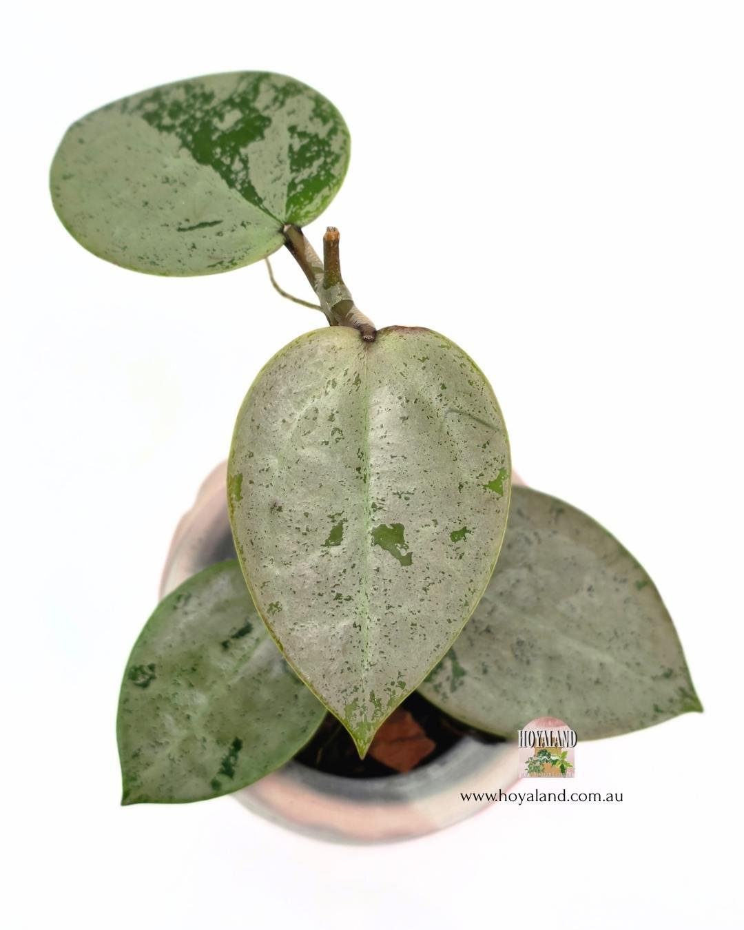 🍂 Rare Hoya verticillata Heart Silver |  Small