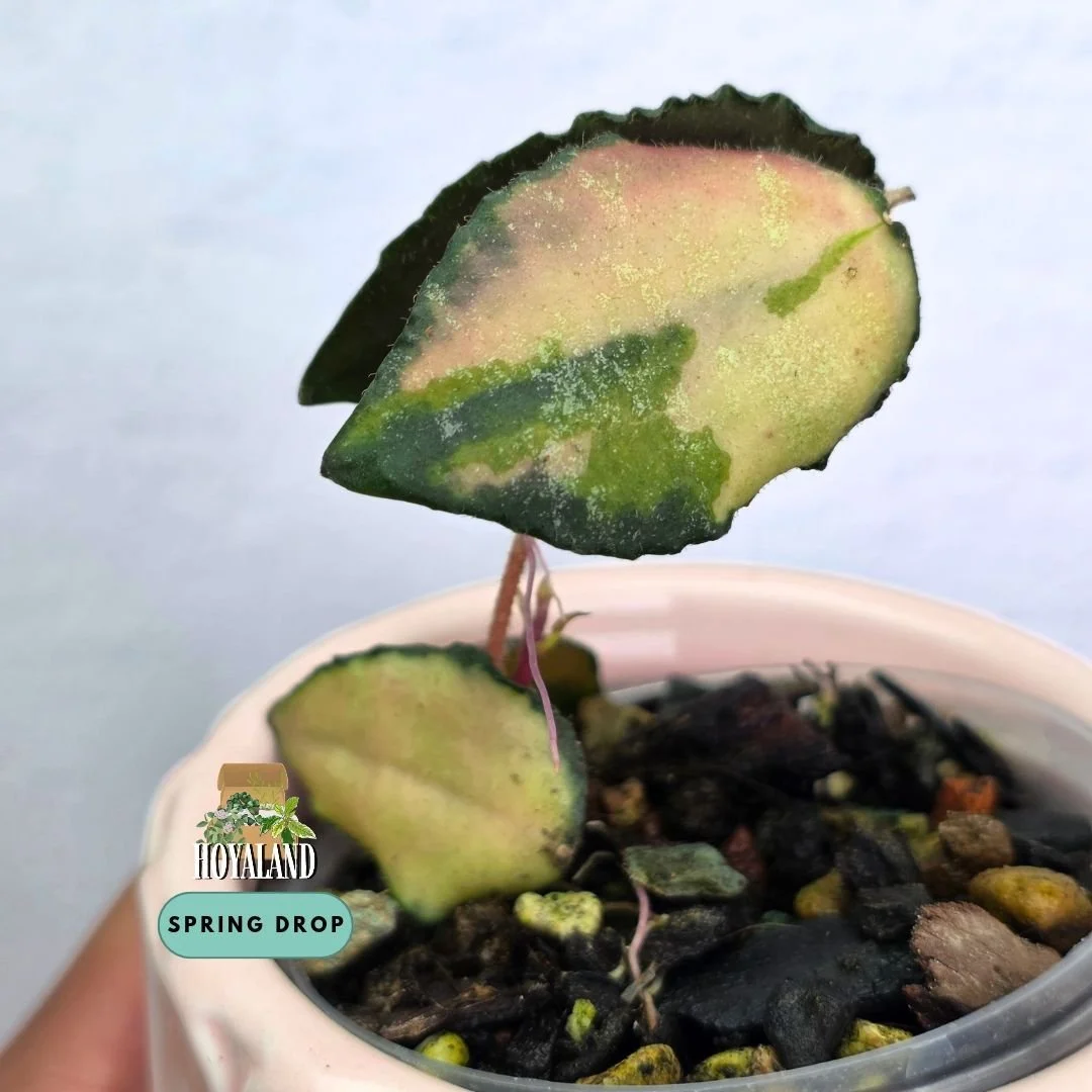 Hoya caudata ( Inner Variegated – Rare Dinosaur-Texture Vine with Blushing Sun-Stress)