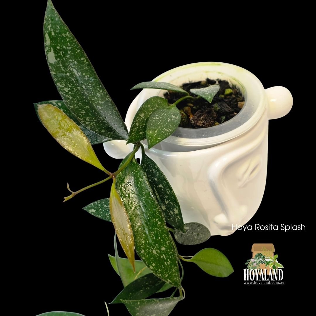 Hoya rosita splash (2).jpg