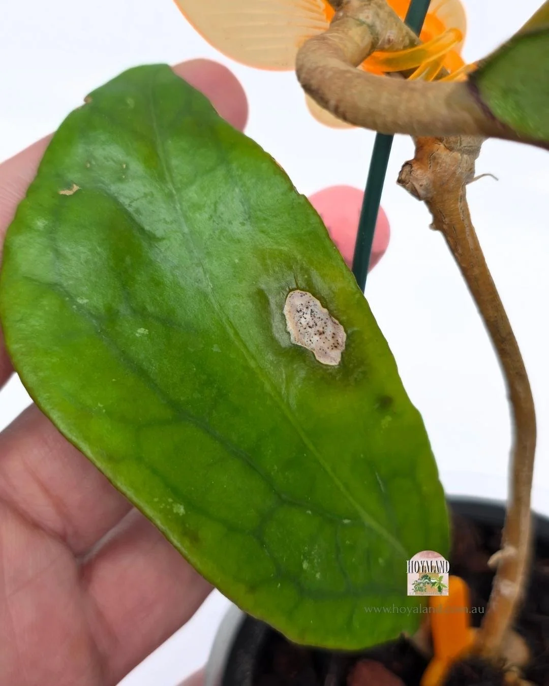 Hoya AH red edge B.jpg