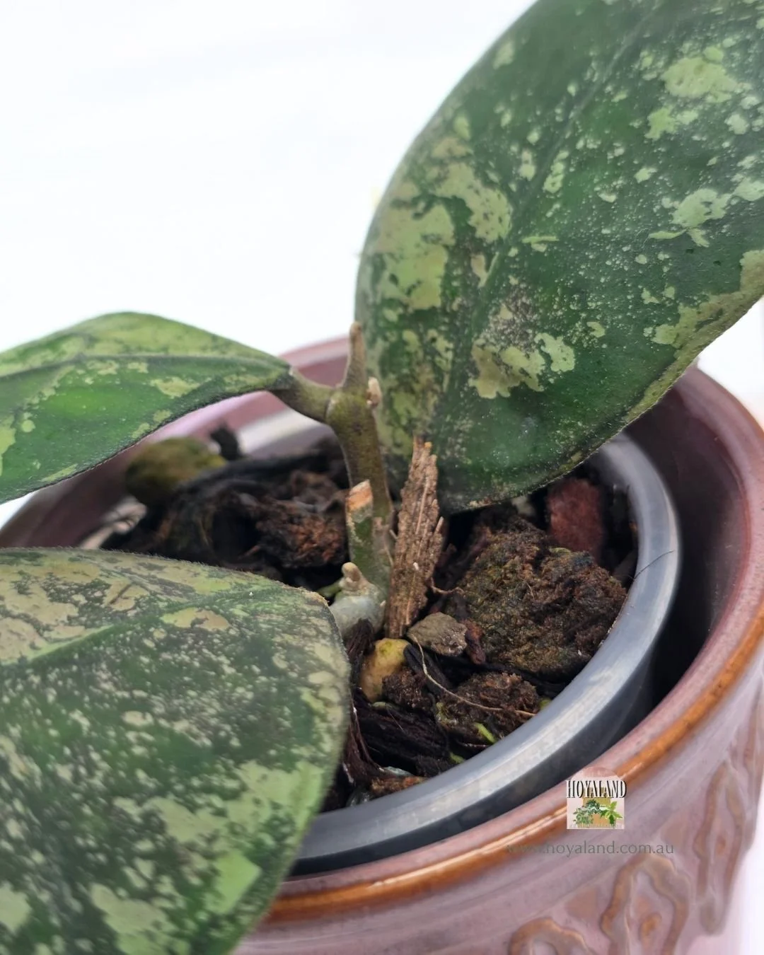 Hoya deykeai morning dew a (3).jpg