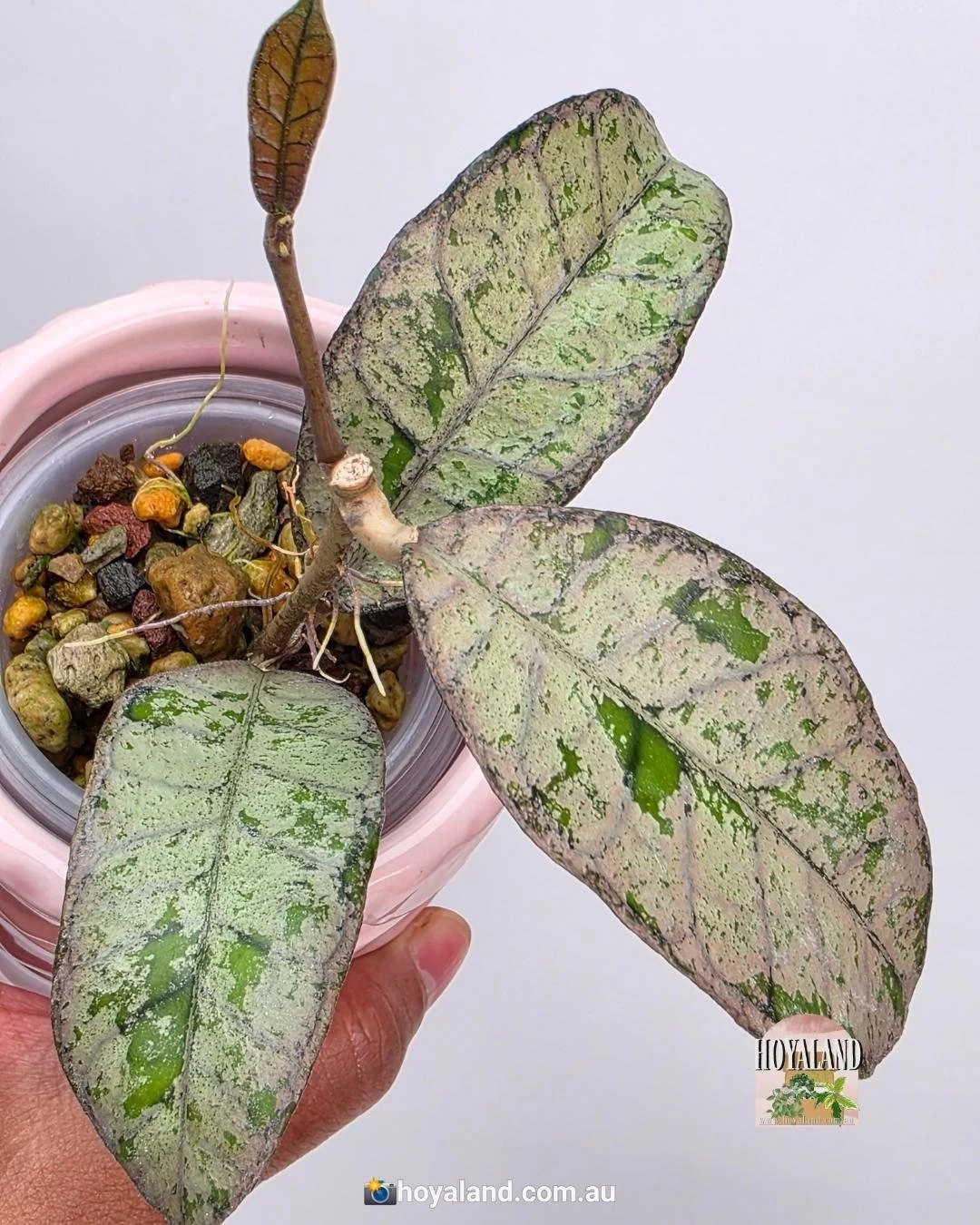 🌞 Hoya Gunung Gading 'Silver' | Stable High Silver Variegation 🩷