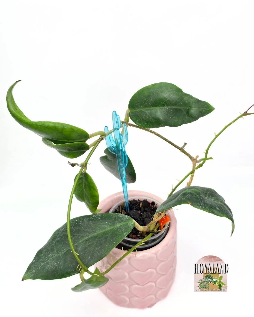 Hoya inday sarae (4).jpg