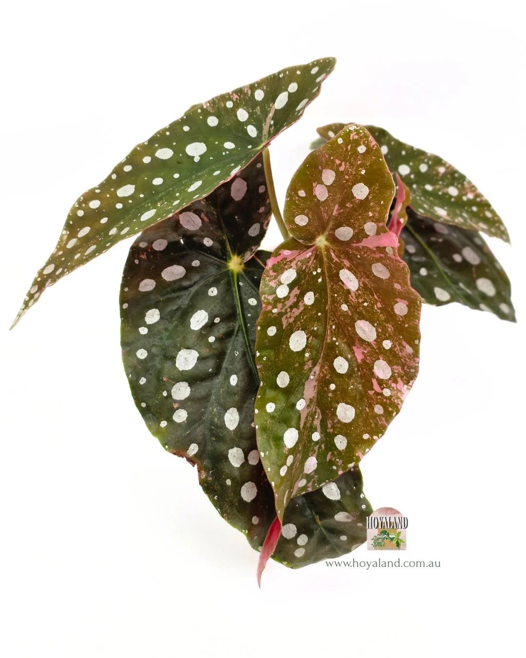 🍂 Begonia Maculata Wightii Variegata (Pink Unicorn) 2 HEADS