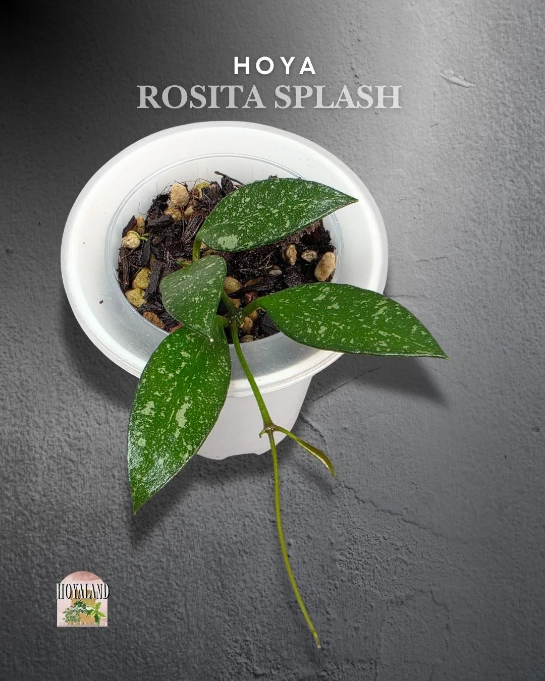 Hoya Rosita Splash (4).jpg