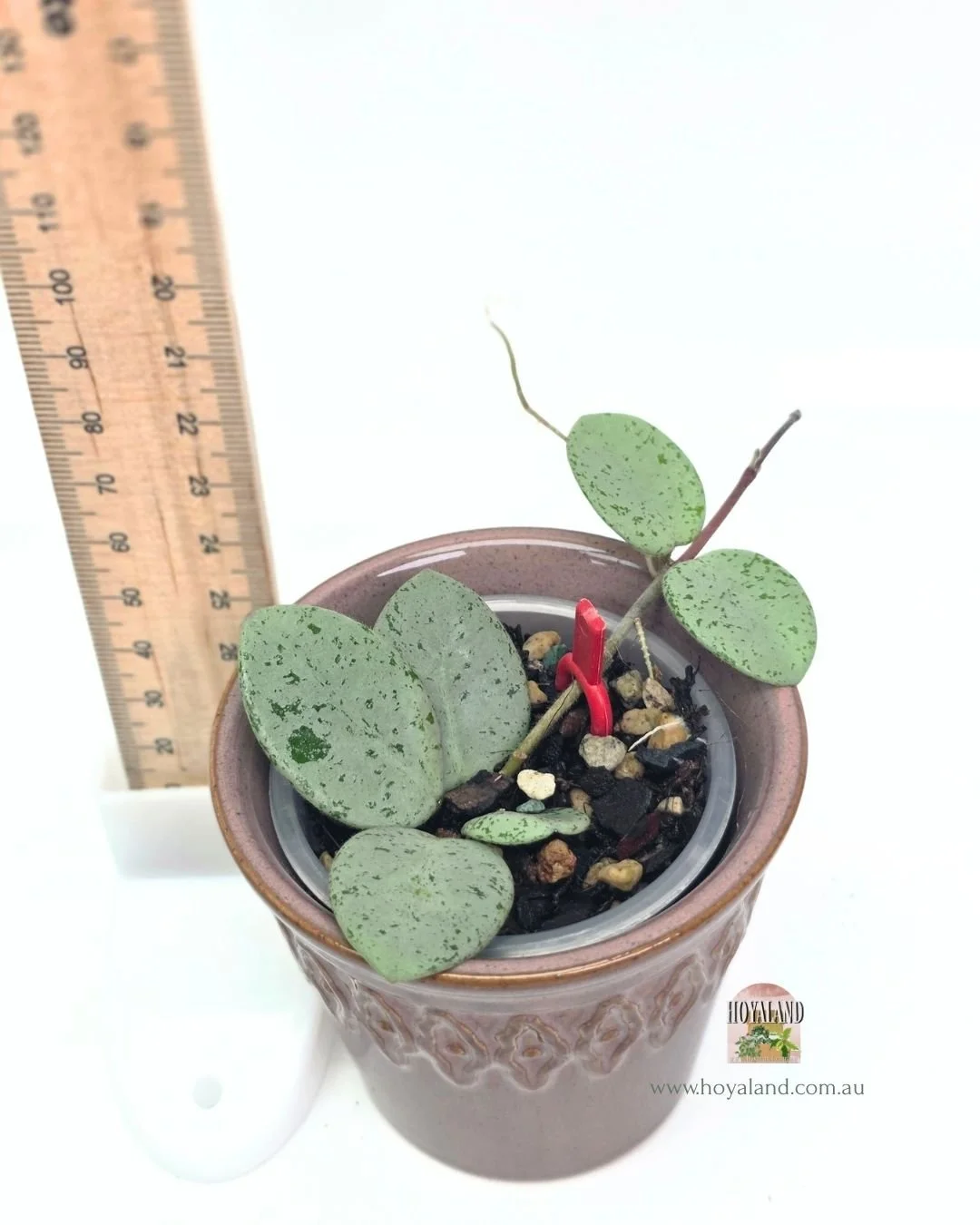 Hoya mathilde grey fairy (4).jpg