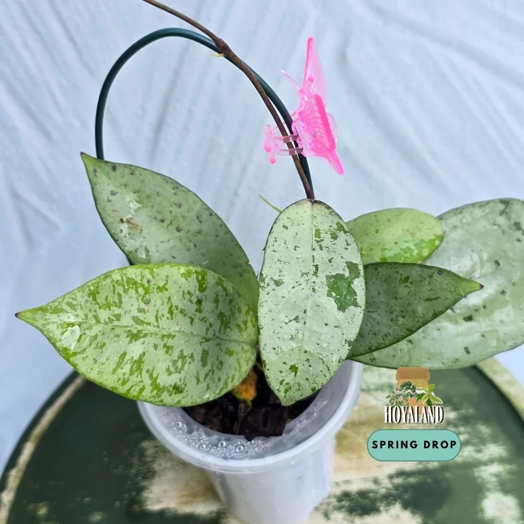 Established Hoya Snowman showing thick rounded succulent foliage blanketed in high to full metallic chrome silver splash