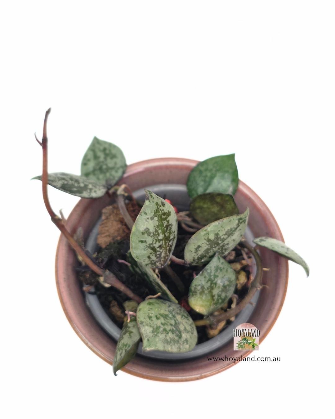 Hoya black aurora 1.jpg