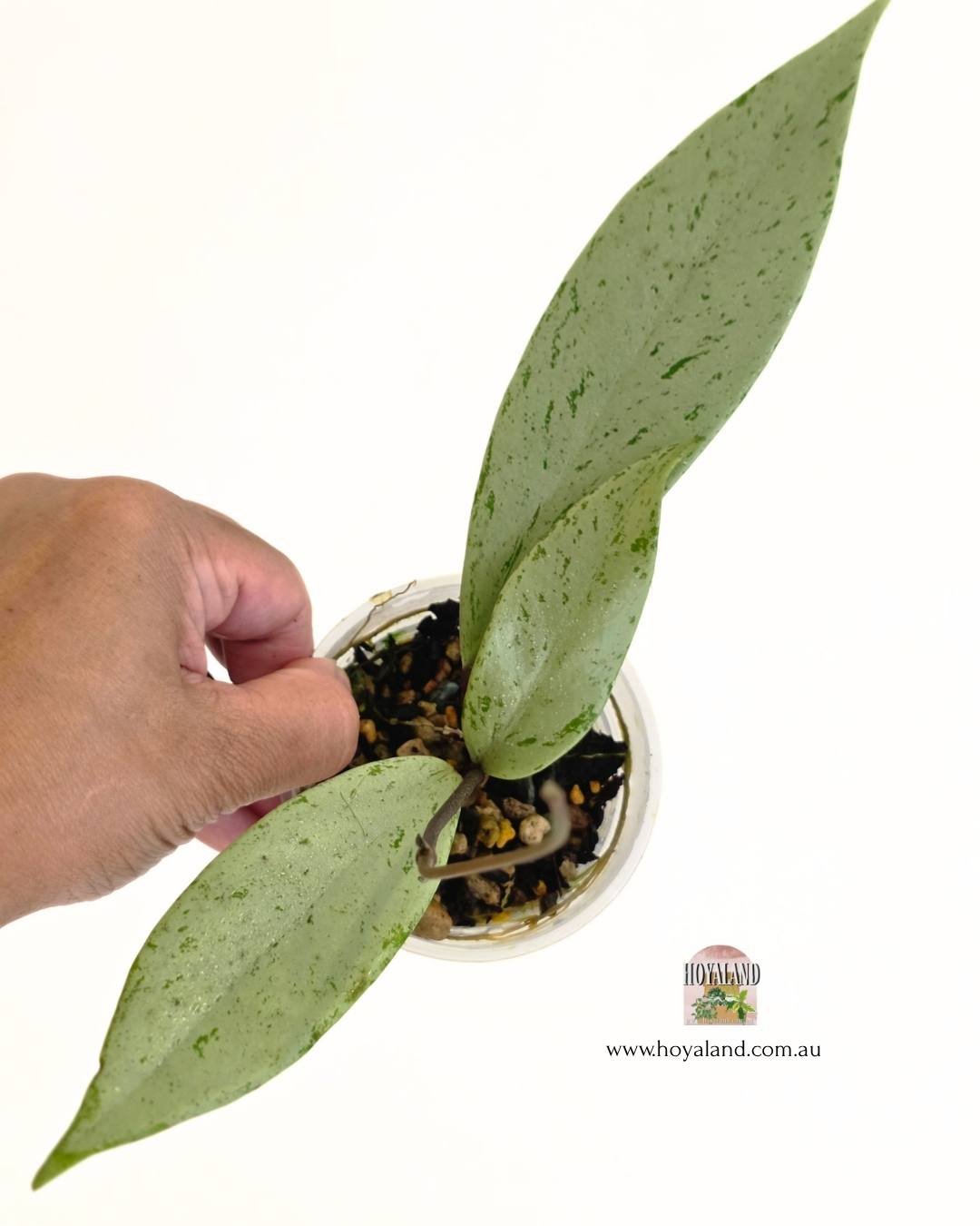 Hoya pubicalyx pink silver ghost (2).jpg
