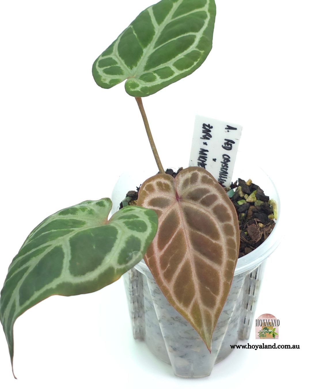 Anthurium rc zxm (3).jpg