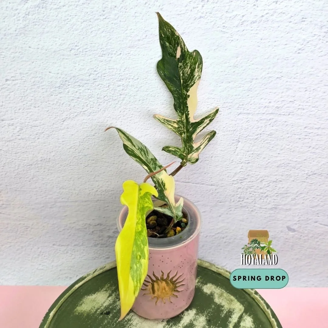 Philodendron fb x tortum (7).jpg