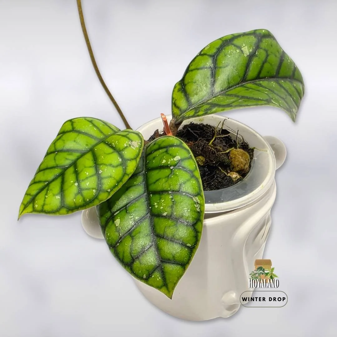 Established Hoya callistophylla Chibi showing cute round chubby leaves with deep geometric veining
