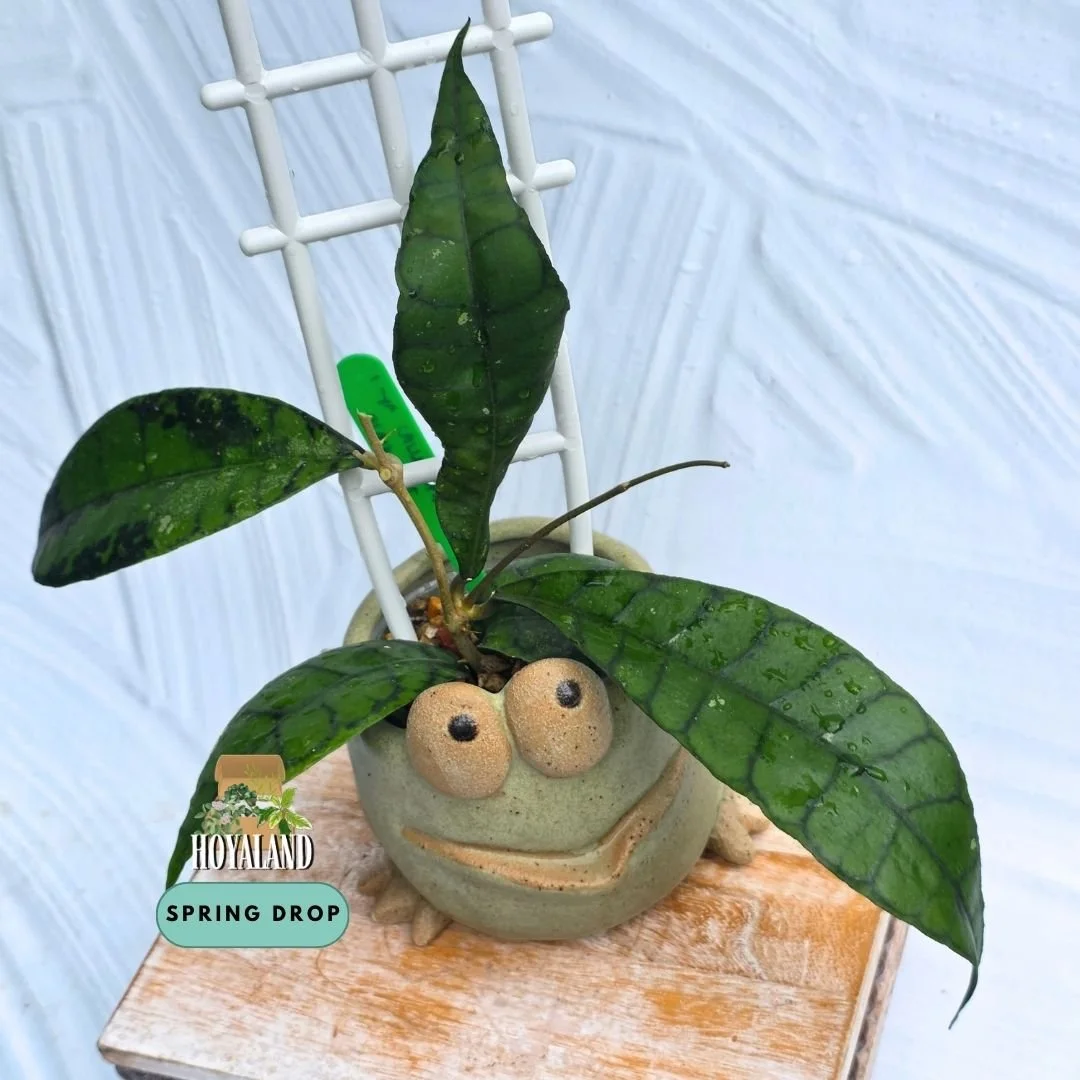 Established Hoya callistophylla Black Spot climbing vine displaying cardboard-rigid leaves with dark geometric veins and distinct inky black spotting