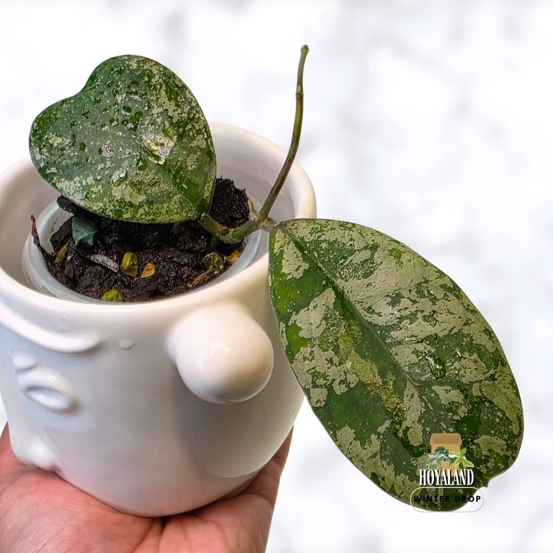 buy-rare-hoya-deykeai-morning-dew-heart-leaves-australia.webp (1).jpg