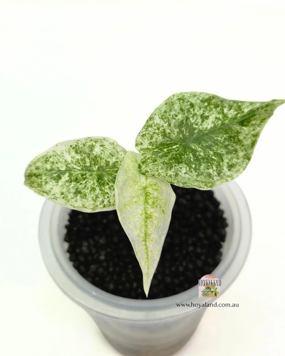 Alocasia longiloba marble (5).jpg
