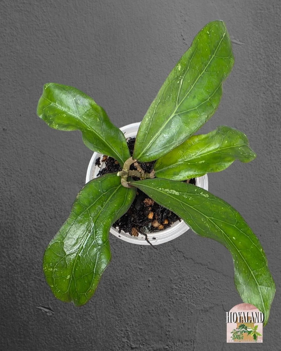 Hoya Swiffer's Treat (2).jpg