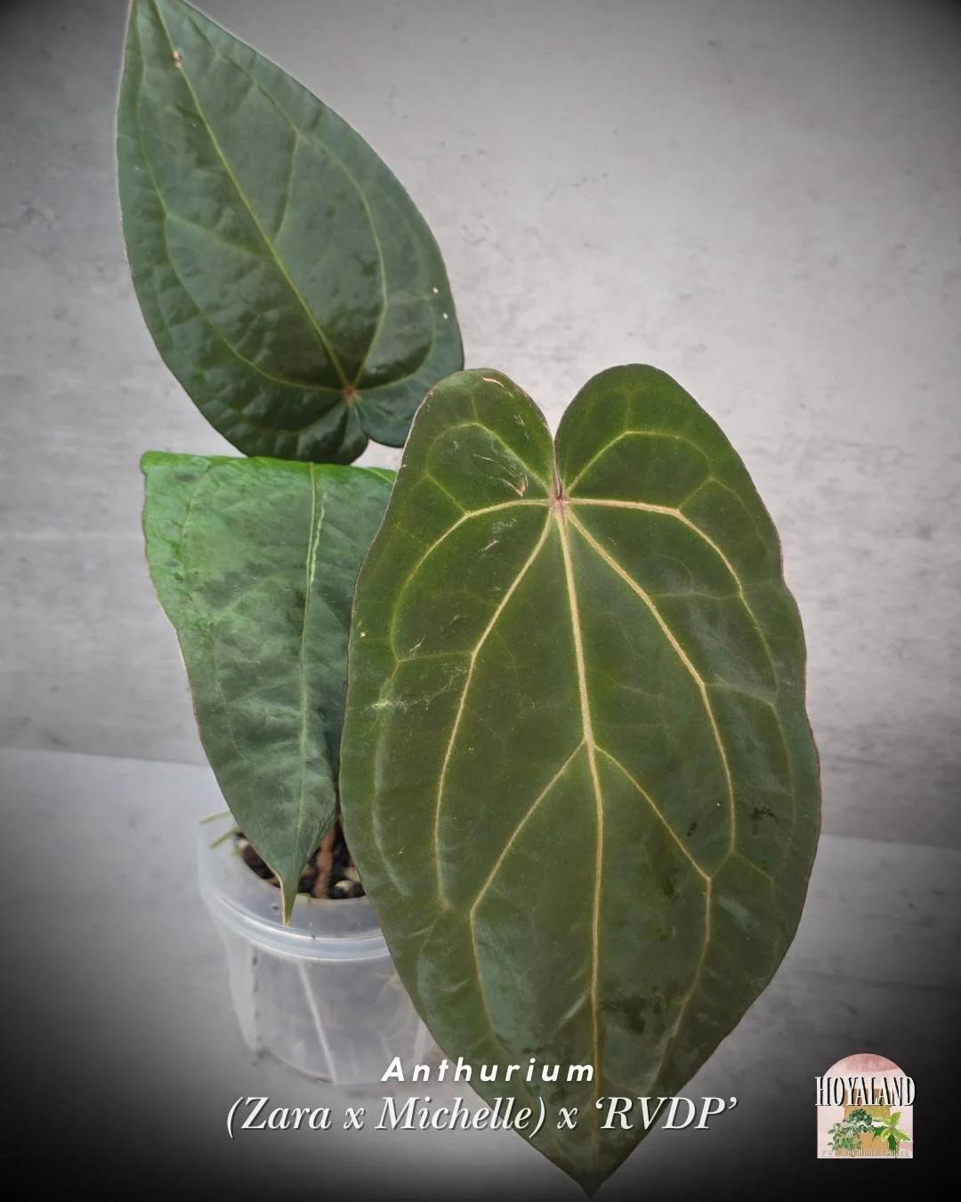 🌞 Anthurium (Zara x Michelle) x RVDP  A 🎇