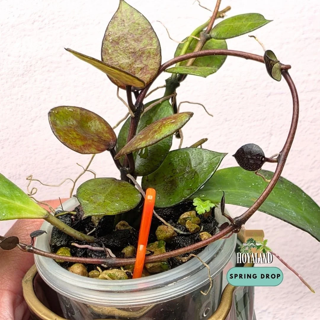 Hoya lacunosa black coin medium (5).jpg