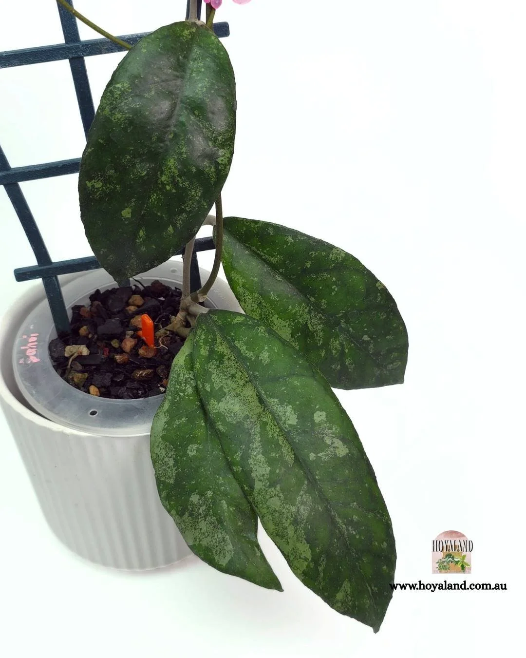 Hoya finlaysonii bahoii (2).jpg