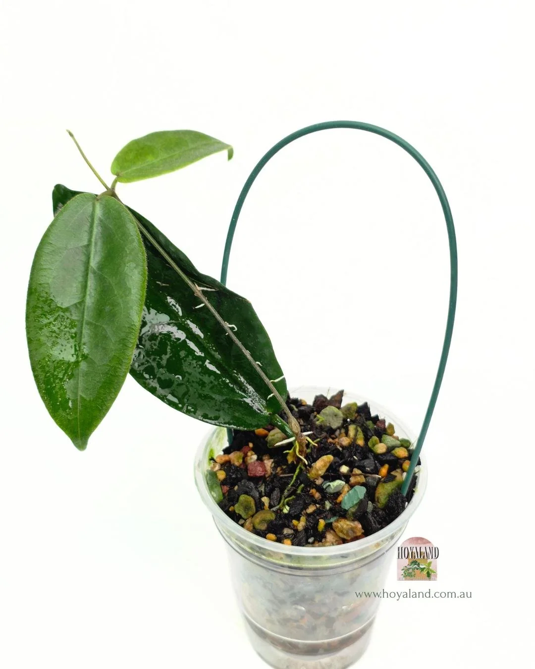 Hoya piestolepsis (4).jpg