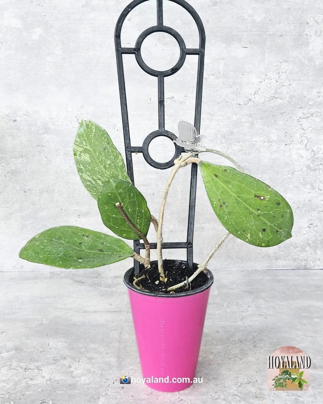 Hoya Michele splash  (2).jpg