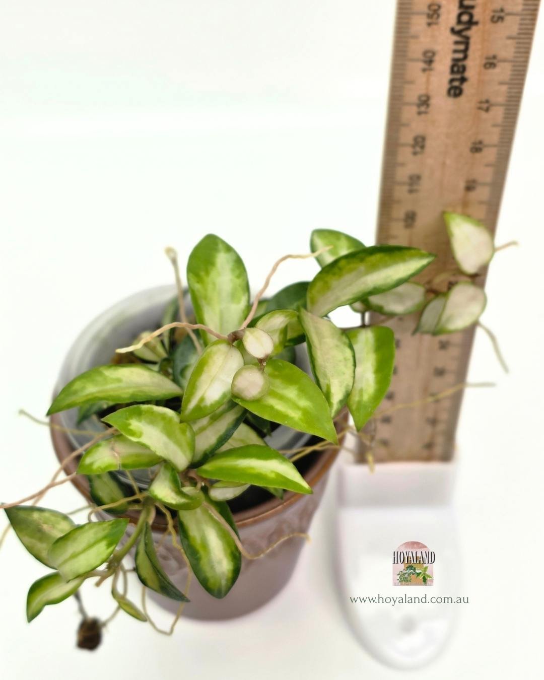 🍂 Hoya lacunosa Bruno | Rare Variegated  Compact Variety