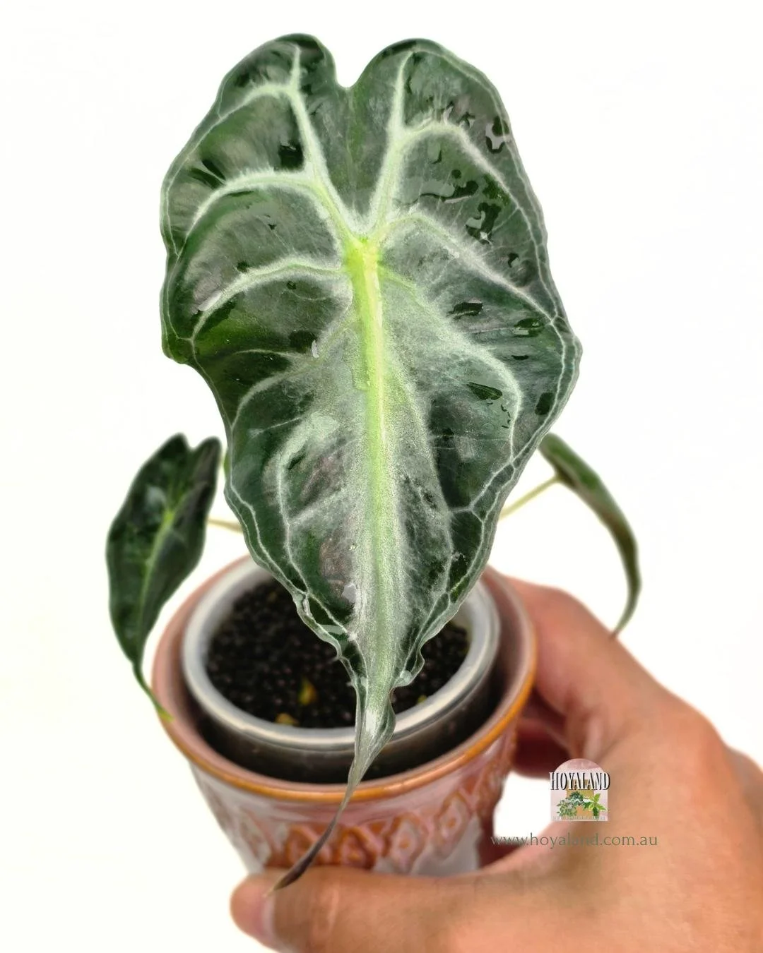 Alocasia venom (3).jpg