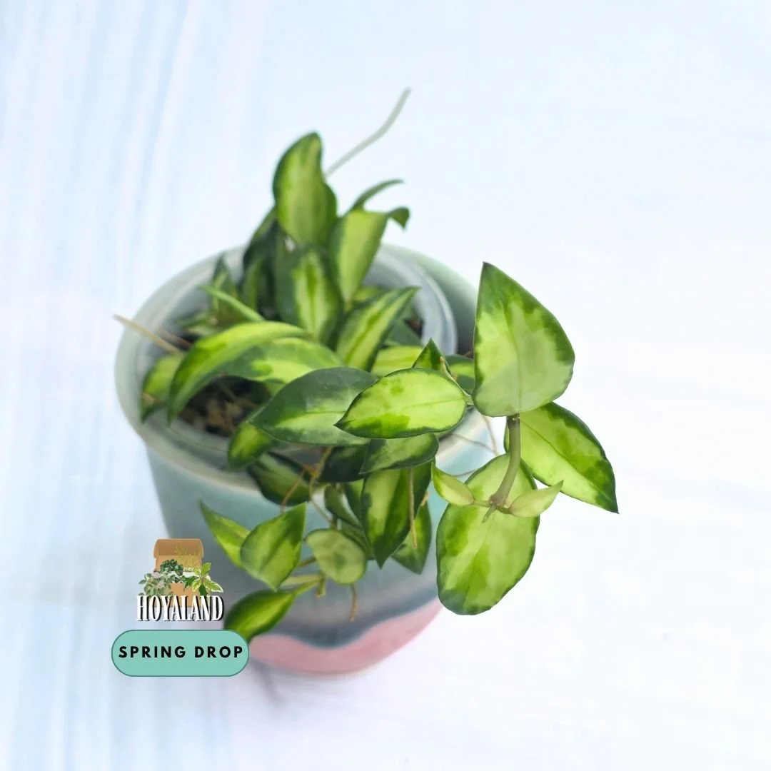 Hoya lacunosa bruno (3).jpg