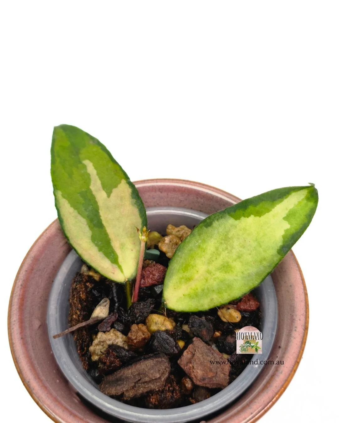 Hoya caudata variegata (2).jpg