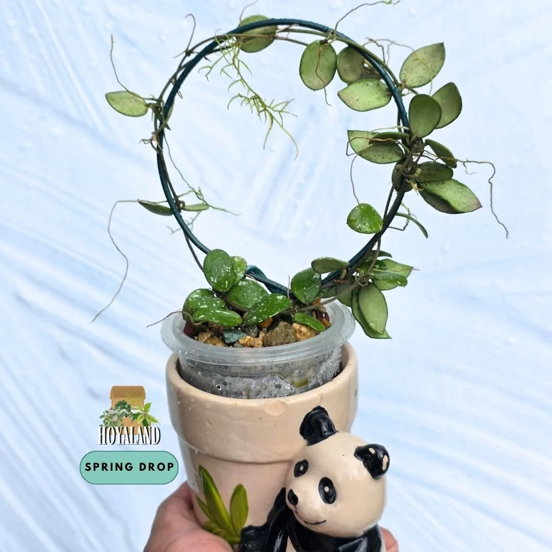 Hoya 'Mini Coin' sp. Kalimantan