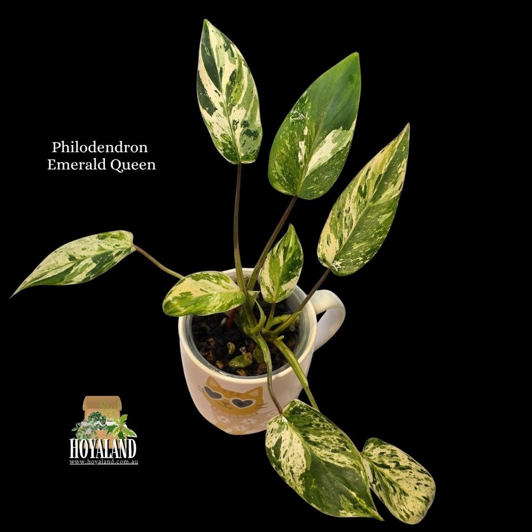 Philodendron Emerald Queen (2).jpg