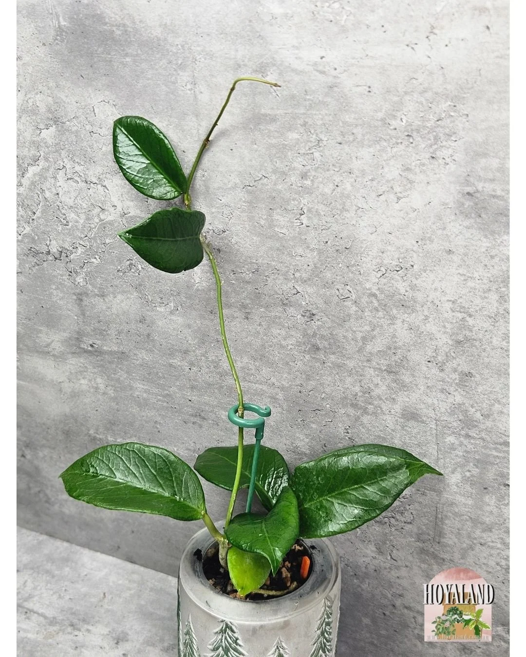 Hoya sp Timor Leste (2).jpg