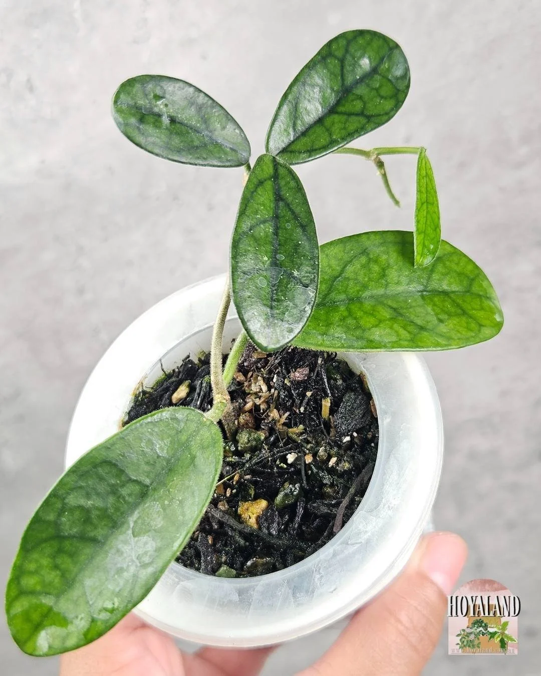 Hoya sichuanensis b (4).jpg