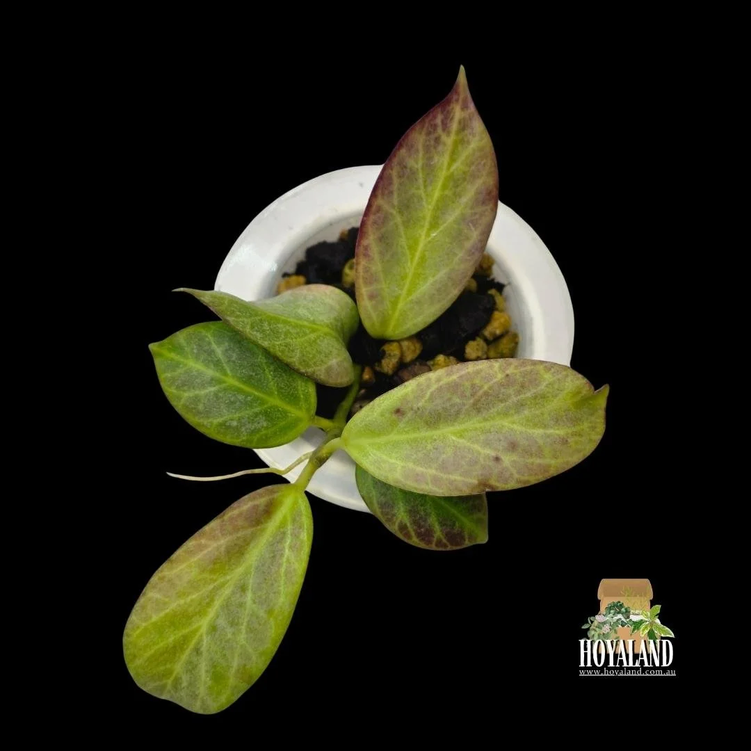 Hoya obscura silver (4).jpg