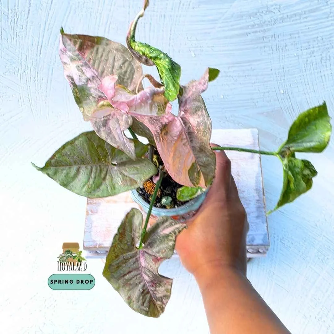Syngonium 'Double Pink' (High-Contrast Pink Splash Mutation) B