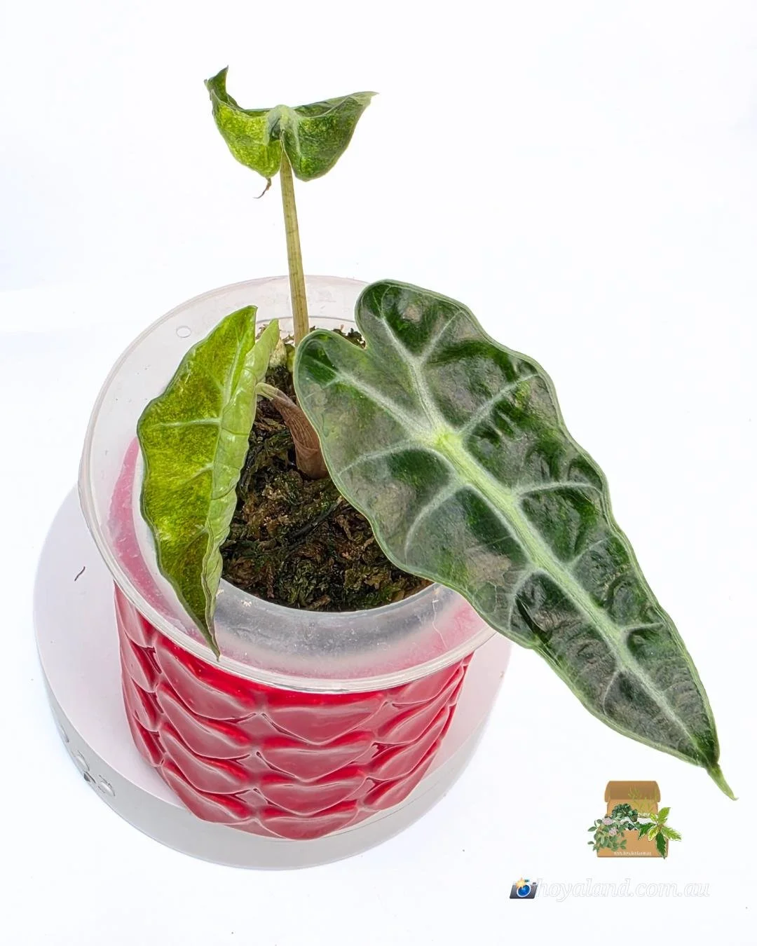 Alocasia sanderiana bull aurea (3).jpg