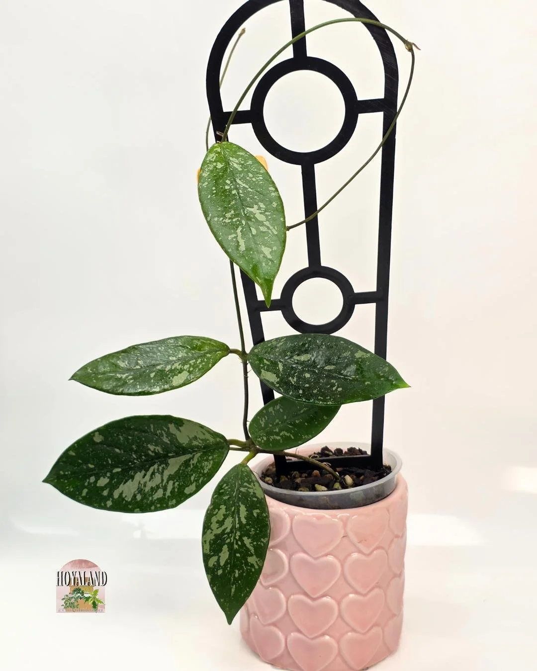 Hoya lai chau splash (4).jpg