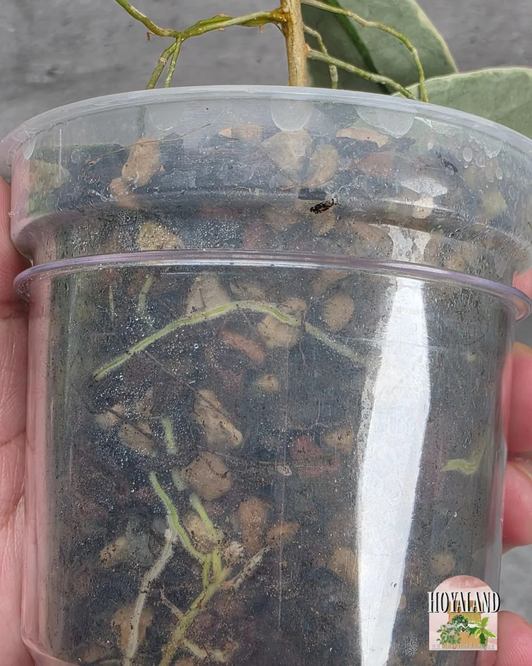 Hoya archoboldiana albo.jpg