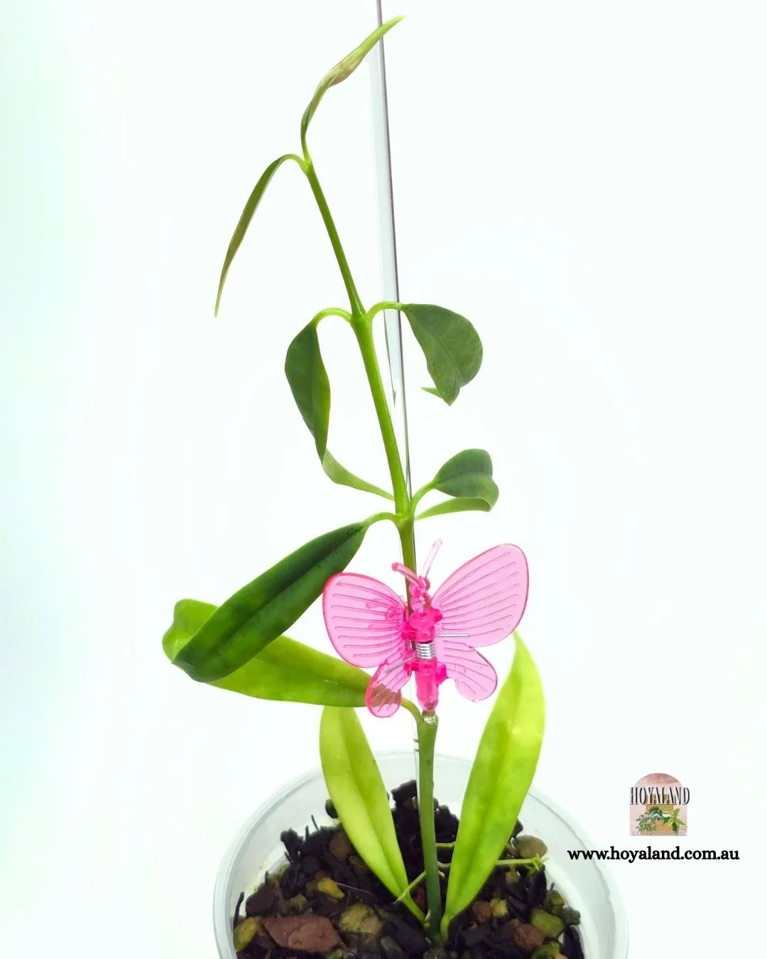 🍂 NEW Hoya Yingjiangensis