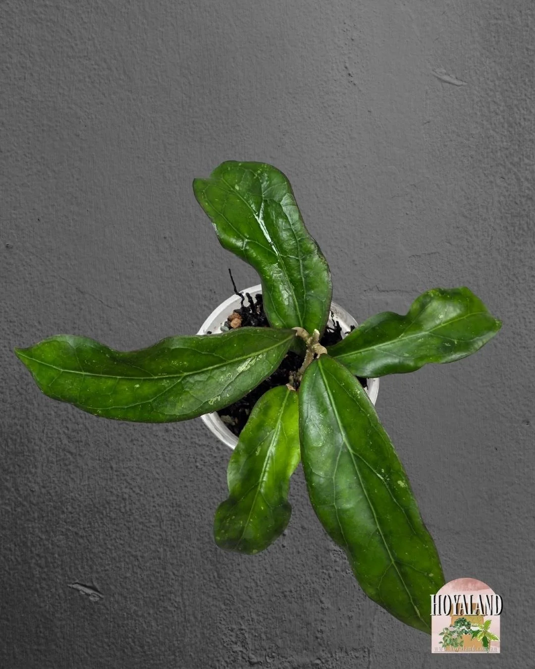 Hoya Swiffer's Treat (5).jpg