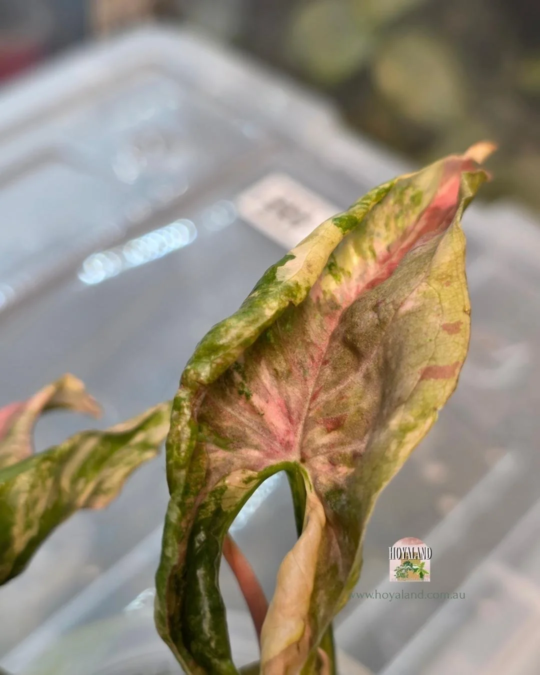 Syngonium confetii mutation (6).jpg