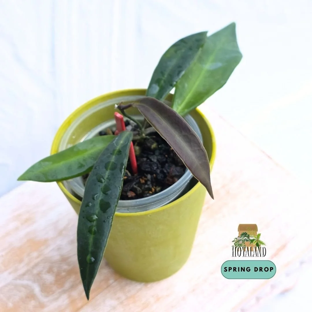 Established rare Hoya pulchra narrow leaf form showing velvety fuzzy foliage and active growth
