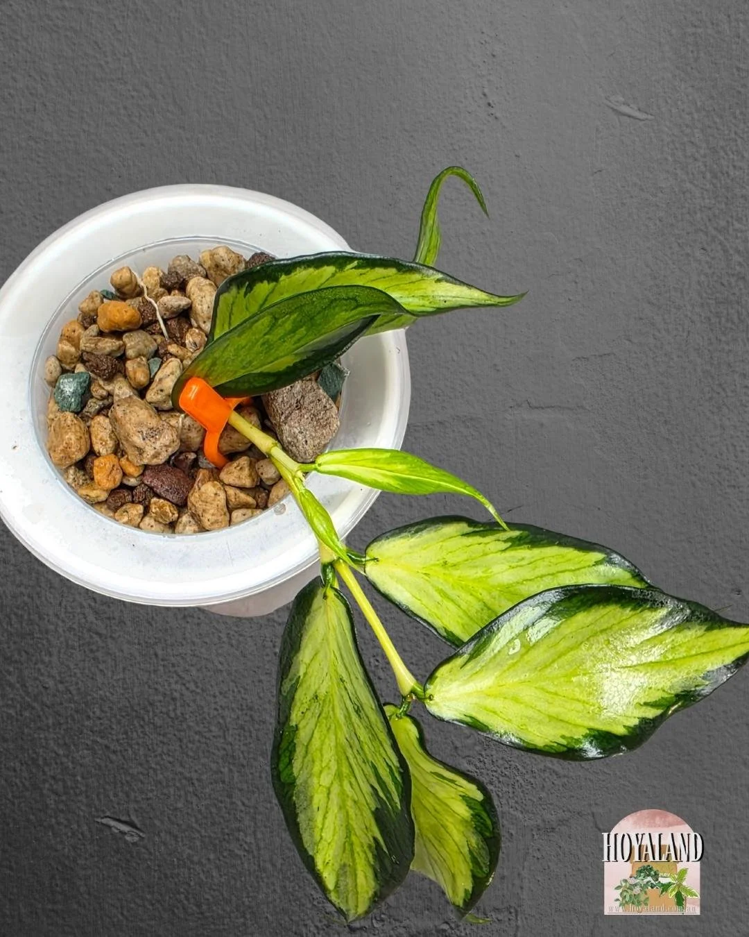 Hoya polyneura variegata (4).jpg