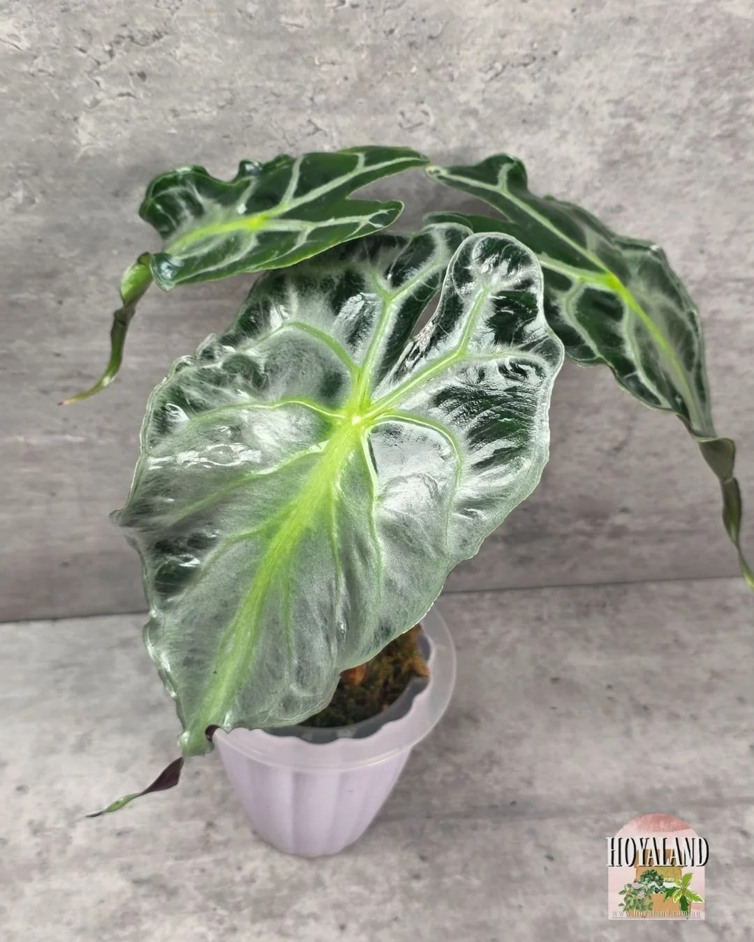 Alocasia Venom (2).jpg