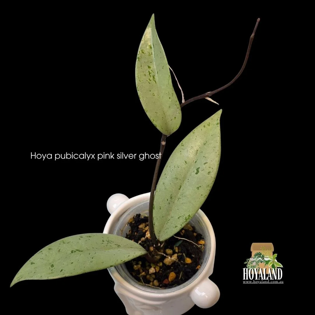 ⛄ Hoya pubicalyx Pink Silver Ghost | Silver Chrome High-End Genetics
