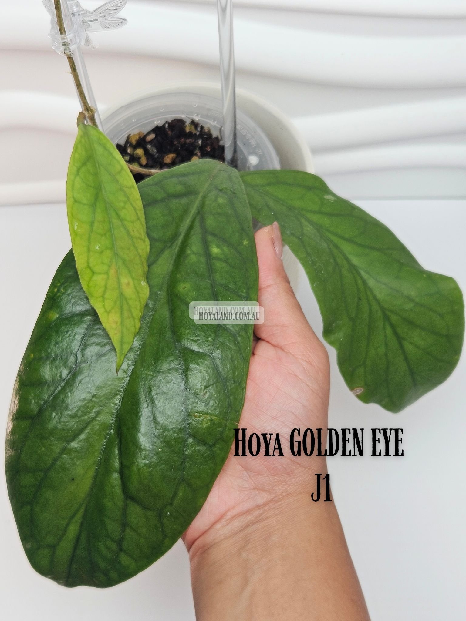 Hoya GOLDEN EYE J1.jpg
