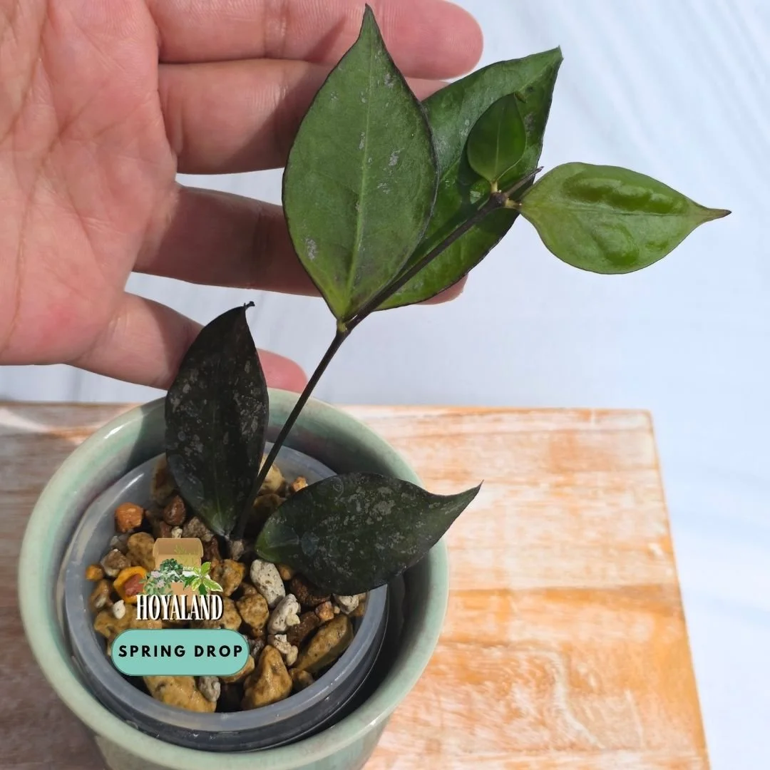 Established Hoya ignorata climbing vine showing sleek, lanceolate deep green leaves and fine vining habit