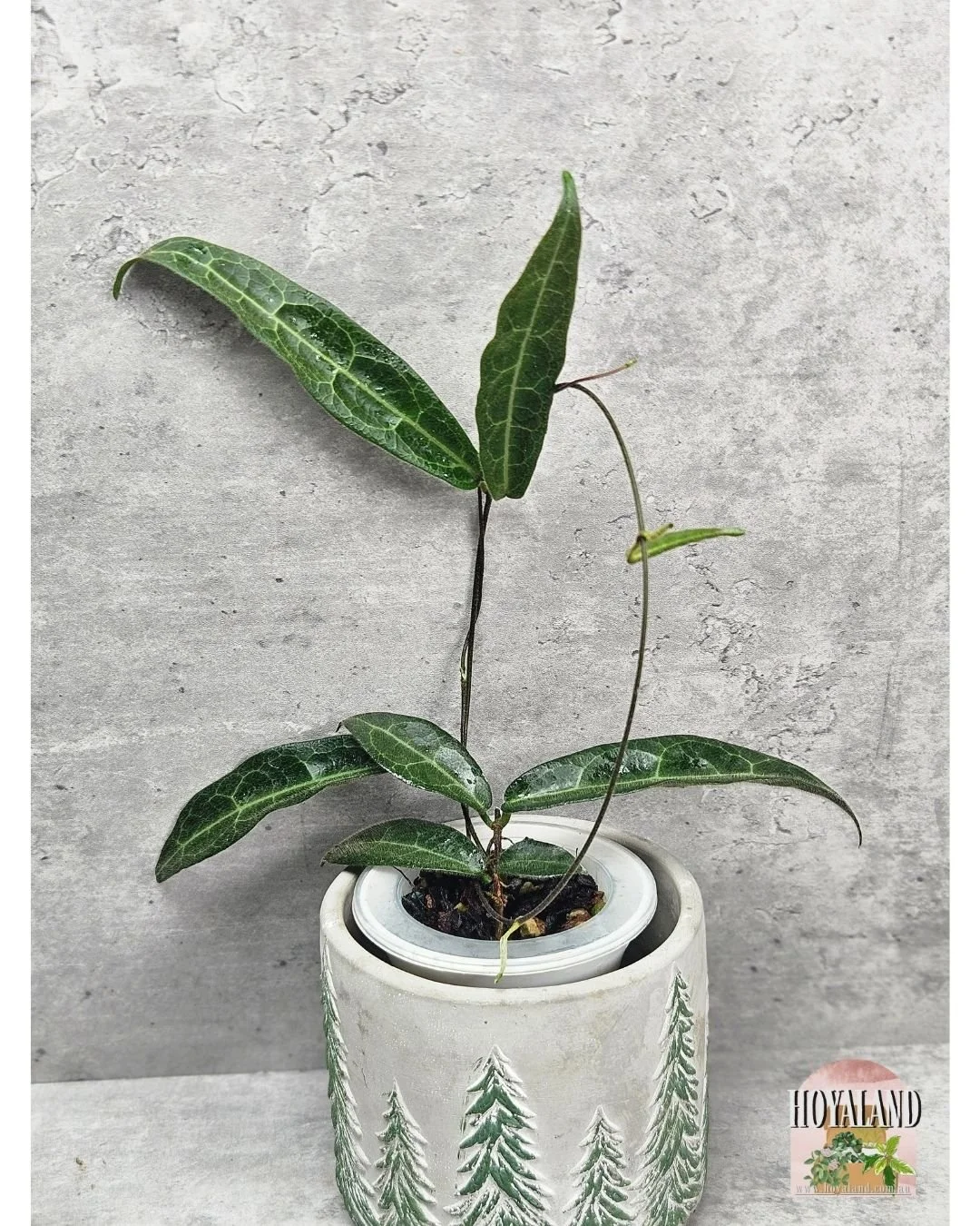 Hypolasia Indonesia clone (8).jpg