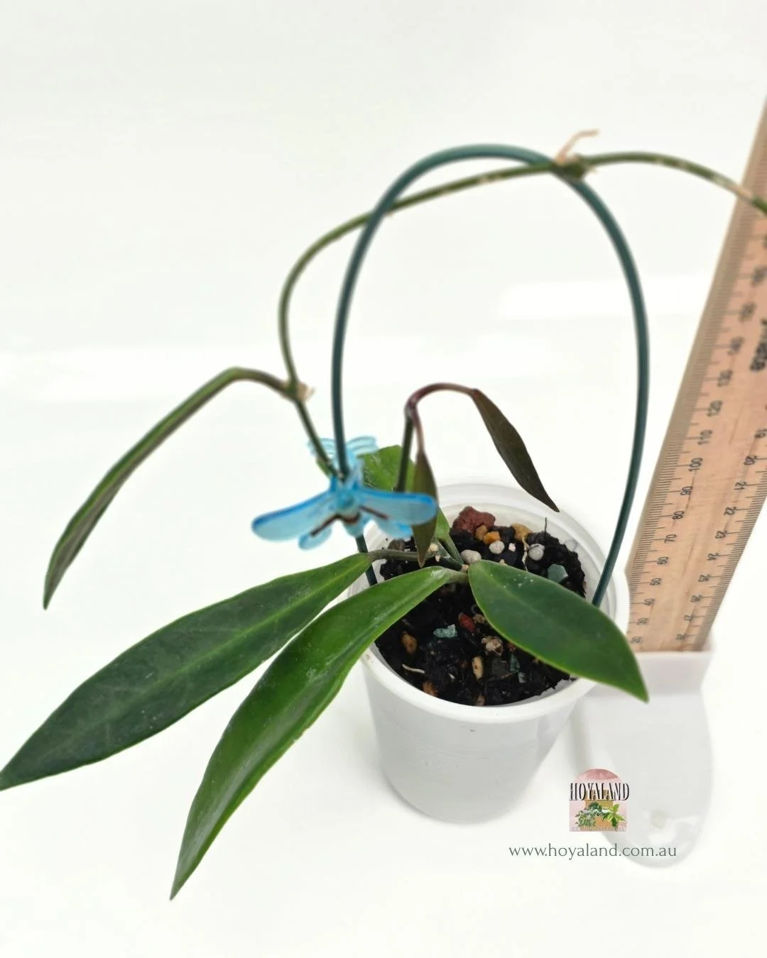 Hoya pulchra A (4).jpg